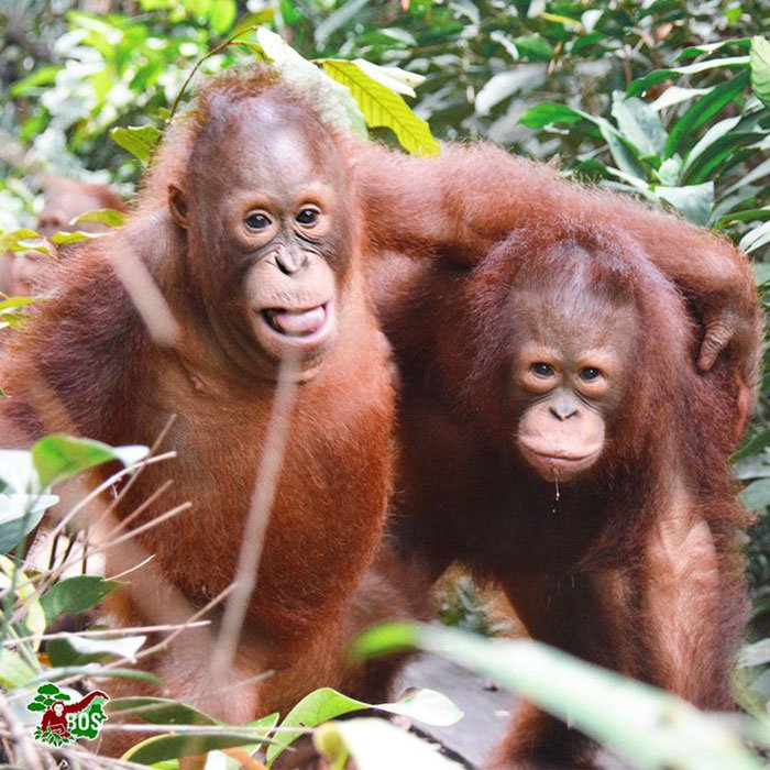 Orangutan Reaching Out To Help A Man In A River As He Protects The Ape ...