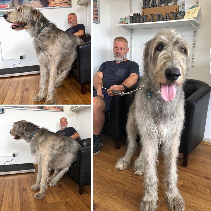 irish wolfhound full grown